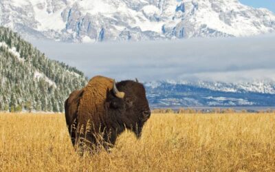 Ask Tyson the Bison – Interior Federal’s Virtual Assistant