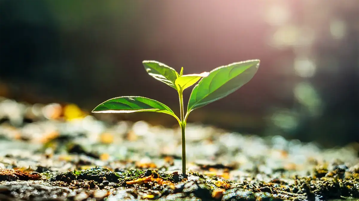 seedling sprouting from the ground