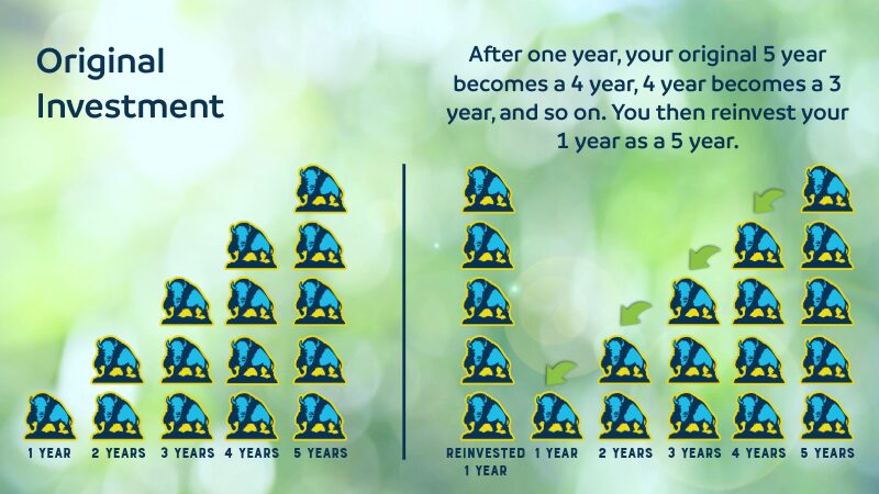 Certificate Laddering Infographic